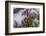 Wildflowers in Assiniboine Park, Canada-Howie Garber-Framed Photographic Print