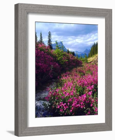 Wildflowers in Banff National Park. Alberta, Canada-Jaynes Gallery-Framed Photographic Print