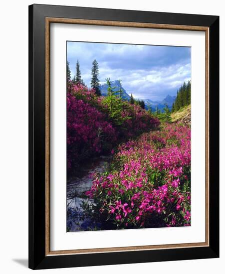 Wildflowers in Banff National Park. Alberta, Canada-Jaynes Gallery-Framed Photographic Print