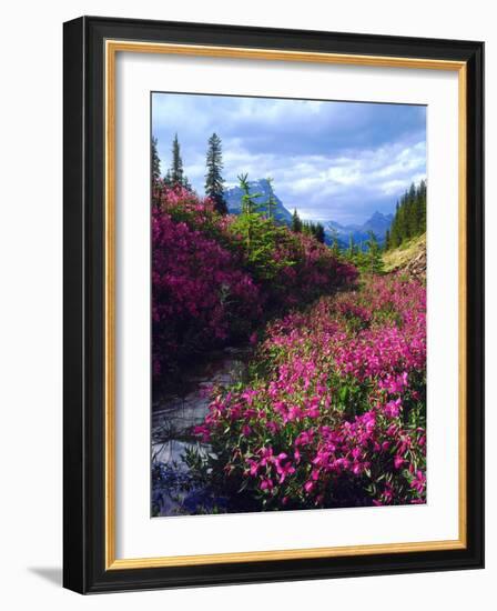 Wildflowers in Banff National Park. Alberta, Canada-Jaynes Gallery-Framed Photographic Print