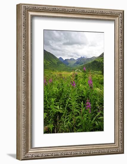 Wildflowers in Bloom in Valley Between Mountains in Alaskan Summer-Sheila Haddad-Framed Photographic Print