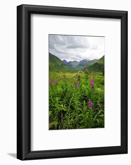 Wildflowers in Bloom in Valley Between Mountains in Alaskan Summer-Sheila Haddad-Framed Photographic Print