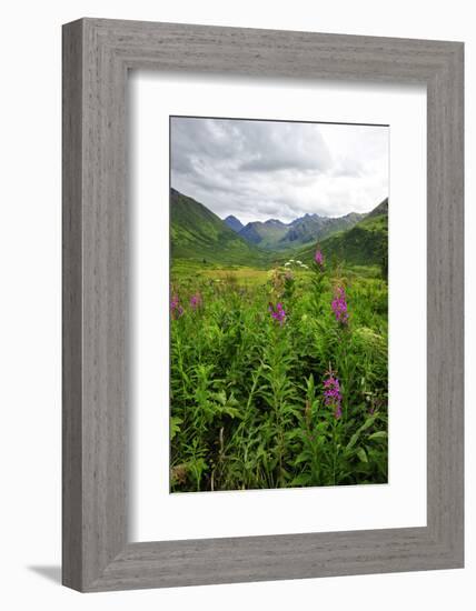 Wildflowers in Bloom in Valley Between Mountains in Alaskan Summer-Sheila Haddad-Framed Photographic Print