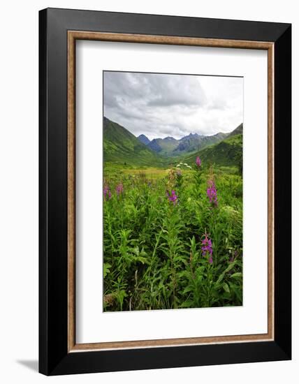 Wildflowers in Bloom in Valley Between Mountains in Alaskan Summer-Sheila Haddad-Framed Photographic Print