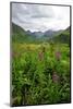 Wildflowers in Bloom in Valley Between Mountains in Alaskan Summer-Sheila Haddad-Mounted Photographic Print