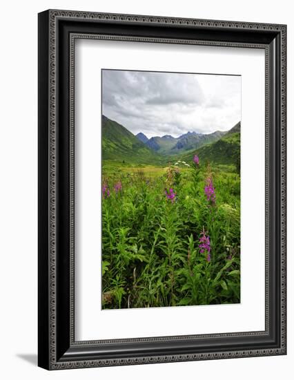 Wildflowers in Bloom in Valley Between Mountains in Alaskan Summer-Sheila Haddad-Framed Photographic Print