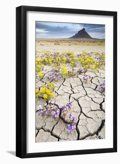 Wildflowers In Caineville, Utah Factory Butte-Lindsay Daniels-Framed Photographic Print