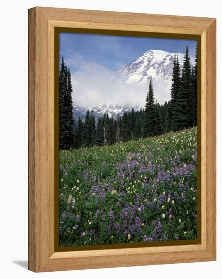 Wildflowers in Meadow Below Mt. Rainier-James Randklev-Framed Premier Image Canvas