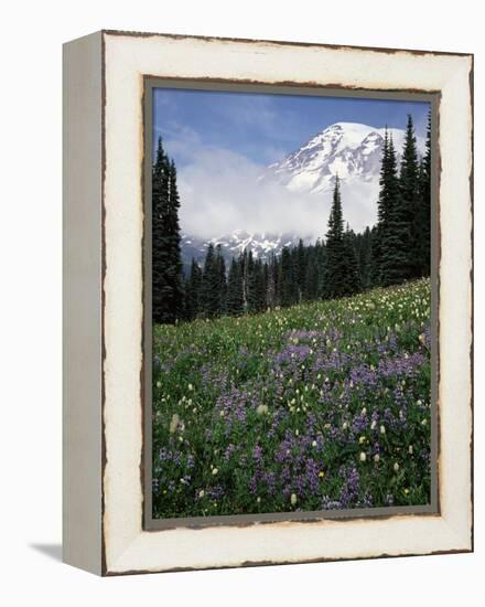 Wildflowers in Meadow Below Mt. Rainier-James Randklev-Framed Premier Image Canvas