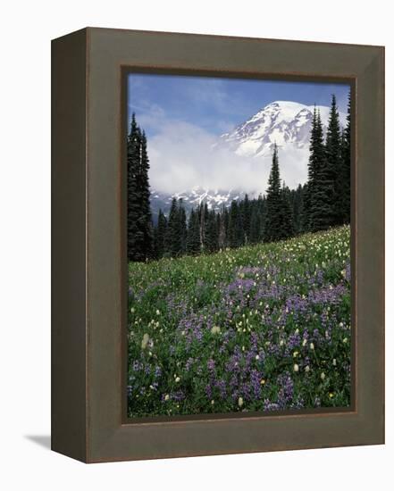 Wildflowers in Meadow Below Mt. Rainier-James Randklev-Framed Premier Image Canvas