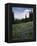 Wildflowers in Meadow Below Mt. Rainier-James Randklev-Framed Premier Image Canvas