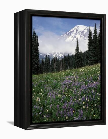 Wildflowers in Meadow Below Mt. Rainier-James Randklev-Framed Premier Image Canvas