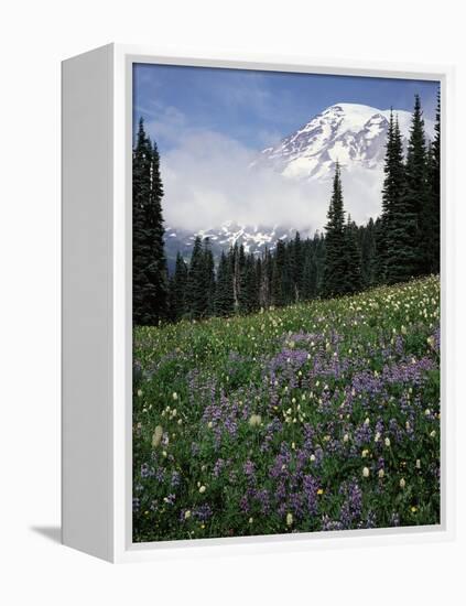 Wildflowers in Meadow Below Mt. Rainier-James Randklev-Framed Premier Image Canvas