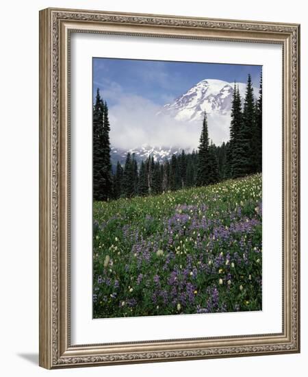 Wildflowers in Meadow Below Mt. Rainier-James Randklev-Framed Photographic Print