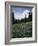 Wildflowers in Meadow Below Mt. Rainier-James Randklev-Framed Photographic Print