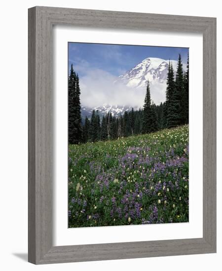 Wildflowers in Meadow Below Mt. Rainier-James Randklev-Framed Photographic Print