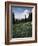 Wildflowers in Meadow Below Mt. Rainier-James Randklev-Framed Photographic Print