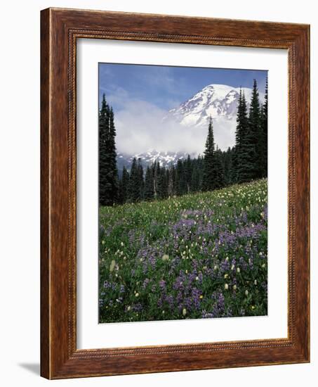 Wildflowers in Meadow Below Mt. Rainier-James Randklev-Framed Photographic Print