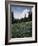 Wildflowers in Meadow Below Mt. Rainier-James Randklev-Framed Photographic Print