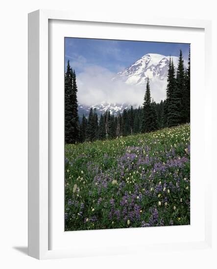 Wildflowers in Meadow Below Mt. Rainier-James Randklev-Framed Photographic Print