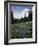 Wildflowers in Meadow Below Mt. Rainier-James Randklev-Framed Photographic Print