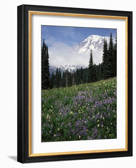 Wildflowers in Meadow Below Mt. Rainier-James Randklev-Framed Photographic Print