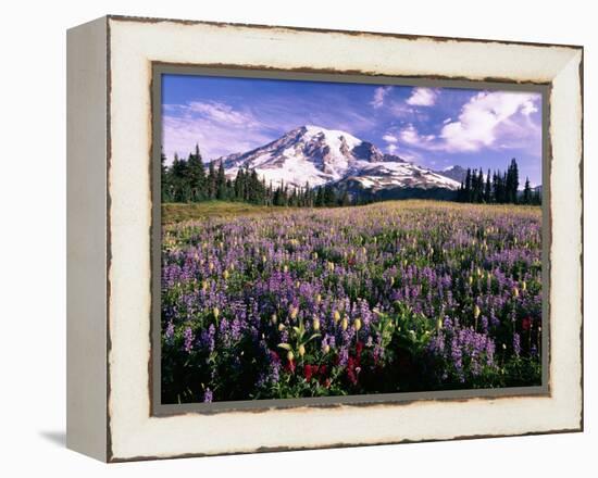 Wildflowers in Mt. Rainier National Park-Stuart Westmorland-Framed Premier Image Canvas