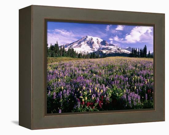 Wildflowers in Mt. Rainier National Park-Stuart Westmorland-Framed Premier Image Canvas