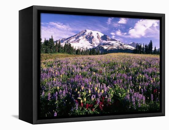 Wildflowers in Mt. Rainier National Park-Stuart Westmorland-Framed Premier Image Canvas