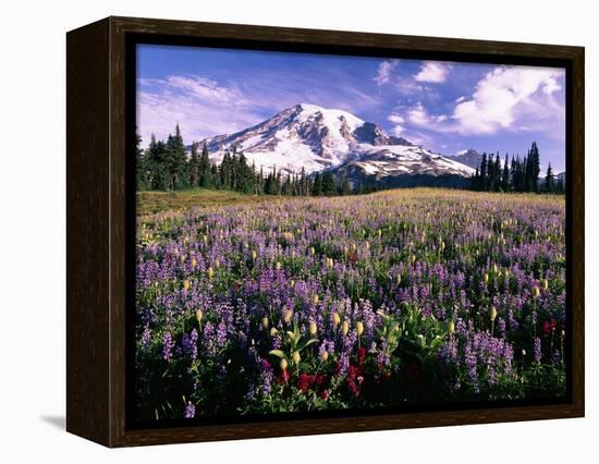 Wildflowers in Mt. Rainier National Park-Stuart Westmorland-Framed Premier Image Canvas