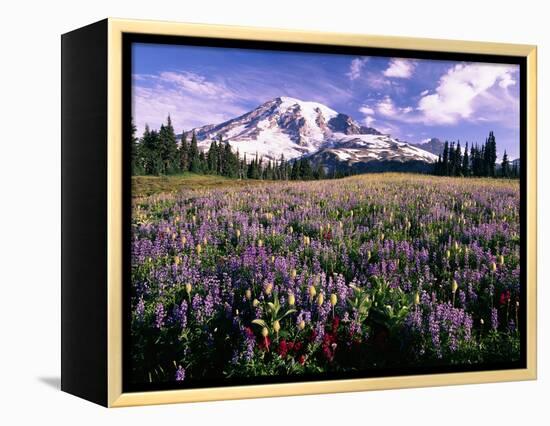 Wildflowers in Mt. Rainier National Park-Stuart Westmorland-Framed Premier Image Canvas