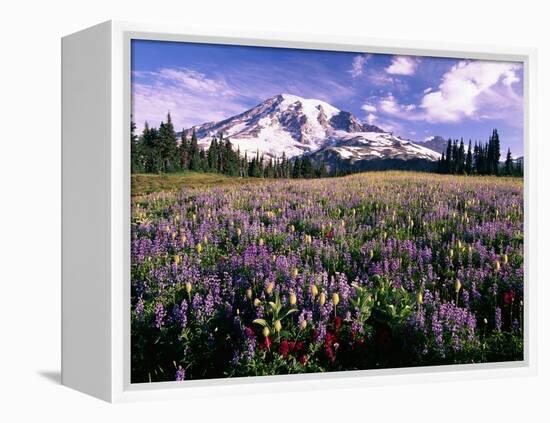 Wildflowers in Mt. Rainier National Park-Stuart Westmorland-Framed Premier Image Canvas