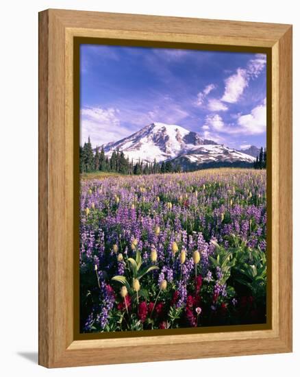 Wildflowers in Mt. Rainier National Park-Stuart Westmorland-Framed Premier Image Canvas