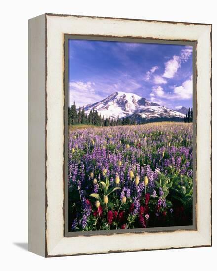 Wildflowers in Mt. Rainier National Park-Stuart Westmorland-Framed Premier Image Canvas