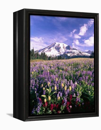 Wildflowers in Mt. Rainier National Park-Stuart Westmorland-Framed Premier Image Canvas