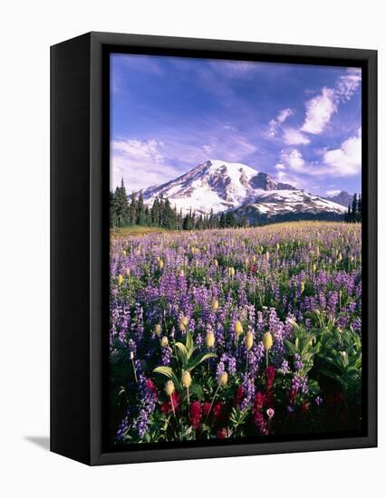 Wildflowers in Mt. Rainier National Park-Stuart Westmorland-Framed Premier Image Canvas