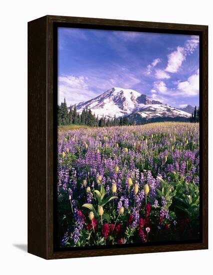 Wildflowers in Mt. Rainier National Park-Stuart Westmorland-Framed Premier Image Canvas