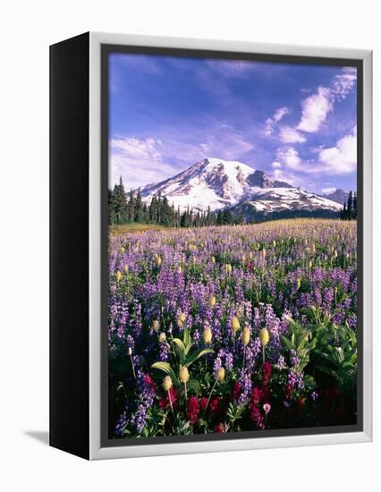 Wildflowers in Mt. Rainier National Park-Stuart Westmorland-Framed Premier Image Canvas