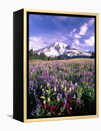 Wildflowers in Mt. Rainier National Park-Stuart Westmorland-Framed Premier Image Canvas