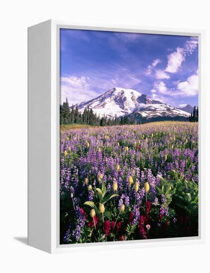 Wildflowers in Mt. Rainier National Park-Stuart Westmorland-Framed Premier Image Canvas