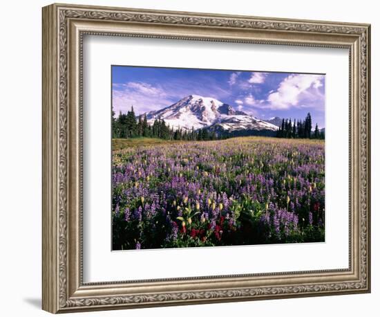 Wildflowers in Mt. Rainier National Park-Stuart Westmorland-Framed Photographic Print