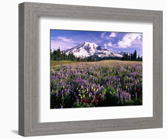 Wildflowers in Mt. Rainier National Park-Stuart Westmorland-Framed Photographic Print