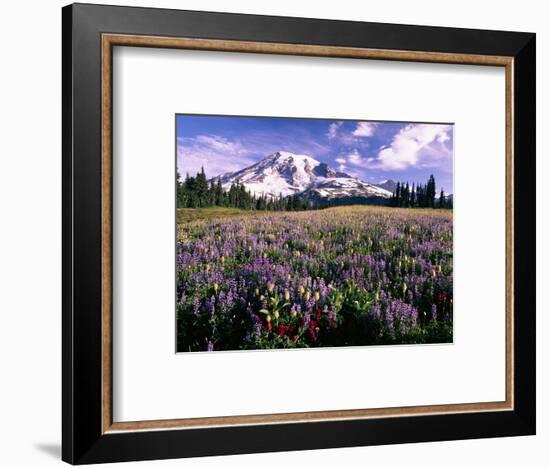 Wildflowers in Mt. Rainier National Park-Stuart Westmorland-Framed Photographic Print