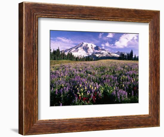 Wildflowers in Mt. Rainier National Park-Stuart Westmorland-Framed Photographic Print