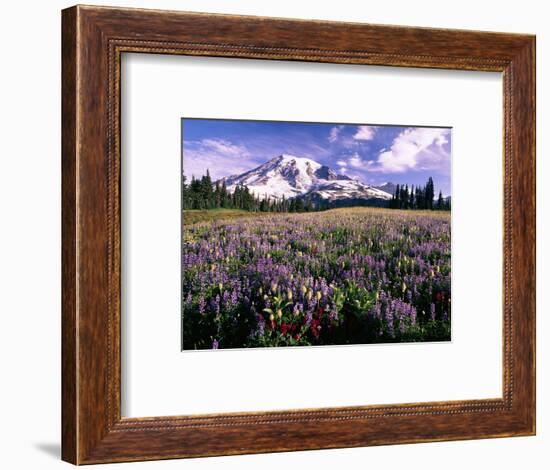 Wildflowers in Mt. Rainier National Park-Stuart Westmorland-Framed Photographic Print