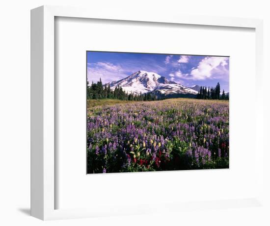 Wildflowers in Mt. Rainier National Park-Stuart Westmorland-Framed Photographic Print
