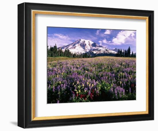 Wildflowers in Mt. Rainier National Park-Stuart Westmorland-Framed Photographic Print