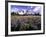 Wildflowers in Mt. Rainier National Park-Stuart Westmorland-Framed Photographic Print