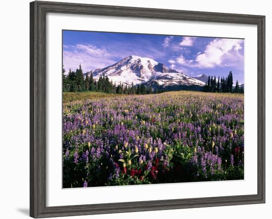 Wildflowers in Mt. Rainier National Park-Stuart Westmorland-Framed Photographic Print