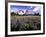 Wildflowers in Mt. Rainier National Park-Stuart Westmorland-Framed Photographic Print